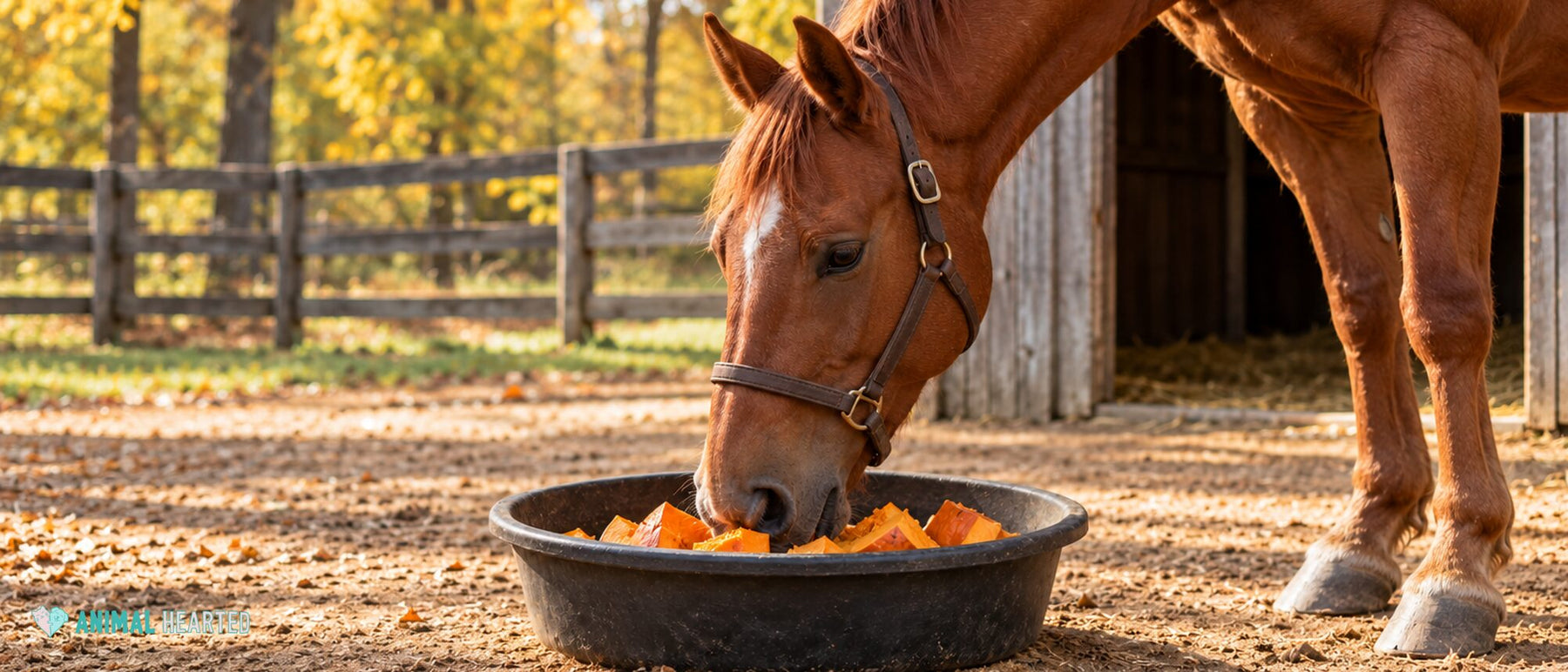 Chestnut horse with a white star and a leather halter eating cut orange pumpkin from a black rubber feed pan in a fall paddock