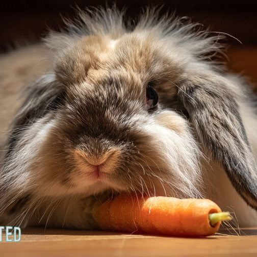 fluffy lop-eared rabbit holding a baby carrot on a wooden kitchen floor