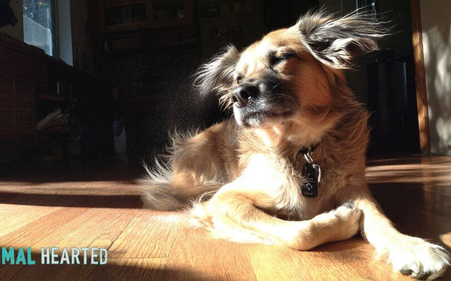 mixed-breed dog scratching itself on a sunlit hardwood floor