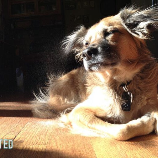 mixed-breed dog scratching itself on a sunlit hardwood floor
