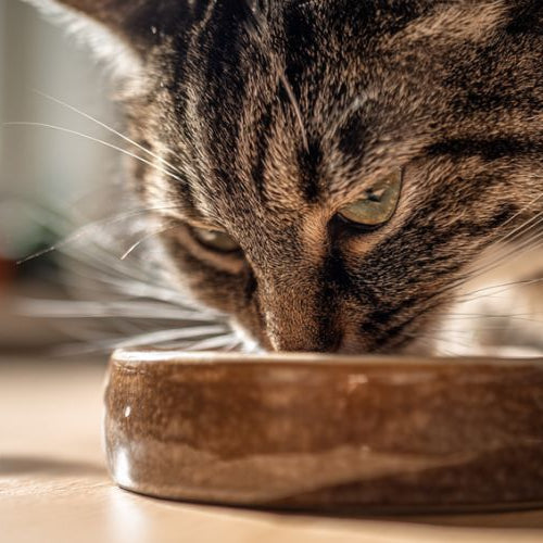 Cat Health and Daily Care Guide