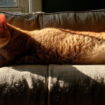 Orange tabby cat relaxing on a worn linen couch in a sunlit living room