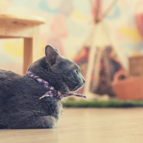 A black cat sitting in one of the cat cafes in Japan