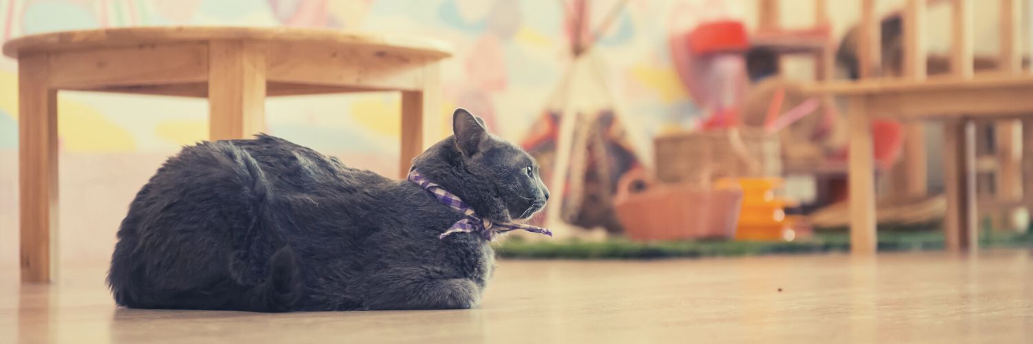A black cat sitting in one of the cat cafes in Japan