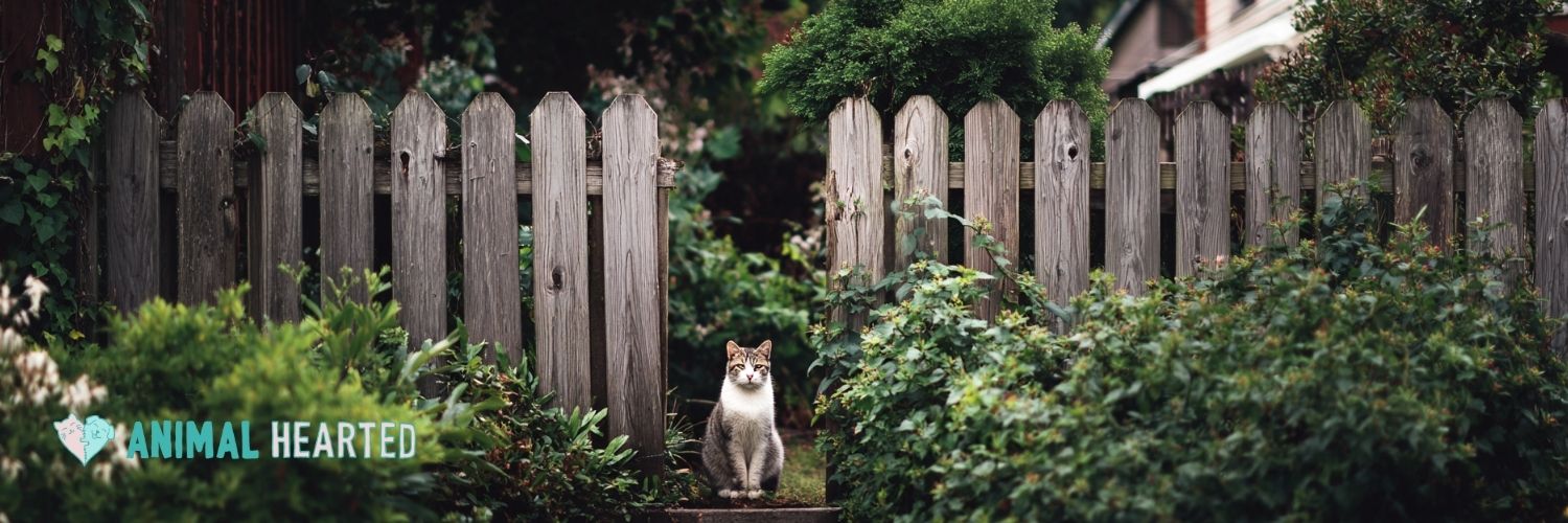 A photo of a cat sitting outside