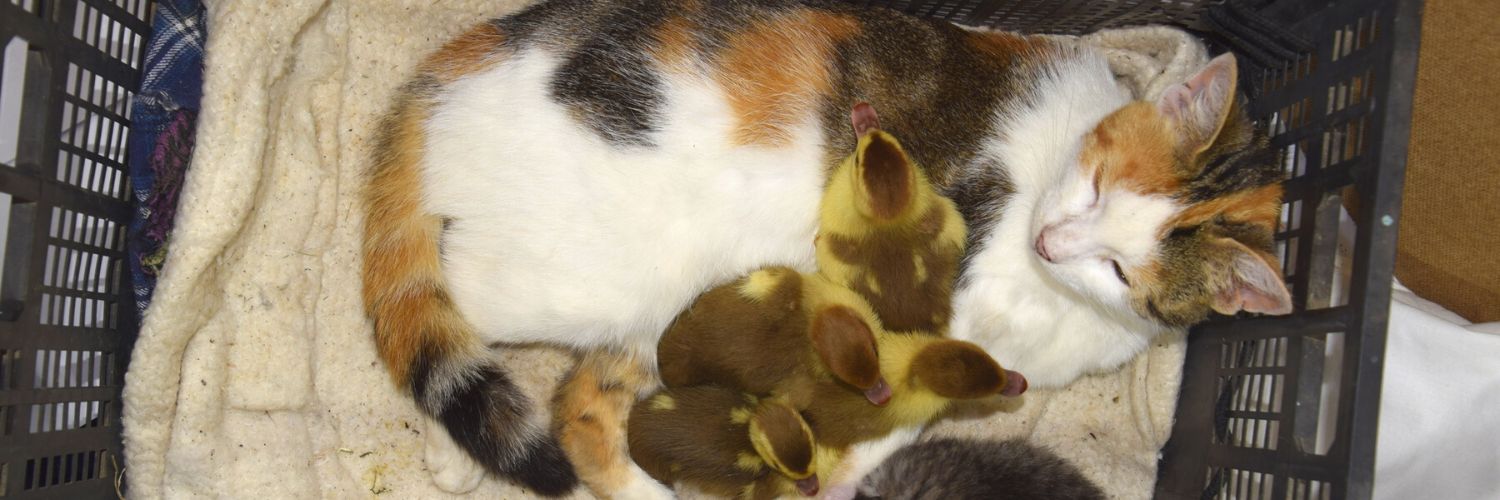 Odd Mom Cat Nurses Ducklings In Adorable Video — Animal Hearted Apparel
