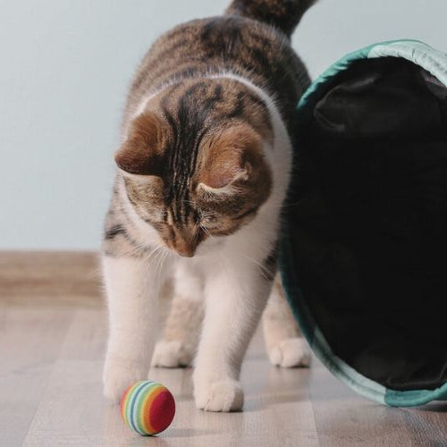 Getting Enough Exercise: How Much Exercise Do Cats Need?