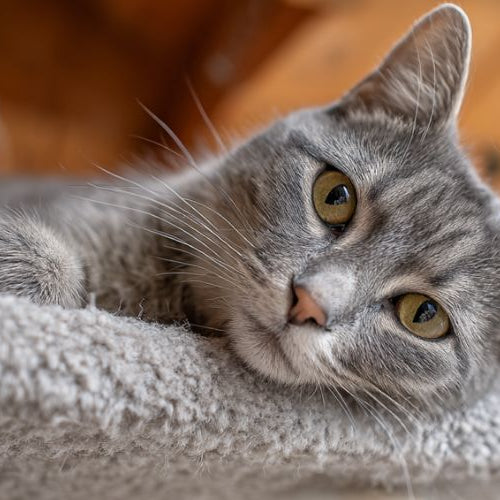 Gray cat resting on an elevated indoor surface looking down with an alert but relaxed expression