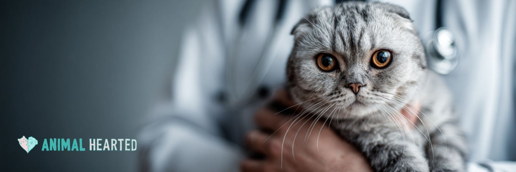 Scottish Fold cat and it's ears