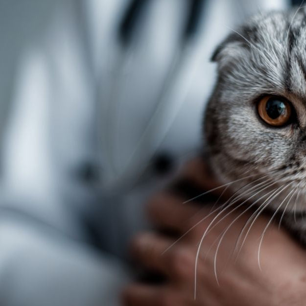 Scottish Fold cat and it's ears