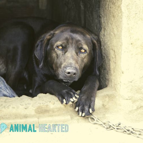 A black dog resting its head and paws at the opening of a concrete dog house, with a metal chain on the ground in front of it