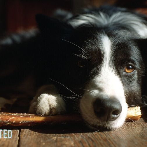 Anxious border collie chewing a bully stick on a hardwood floor