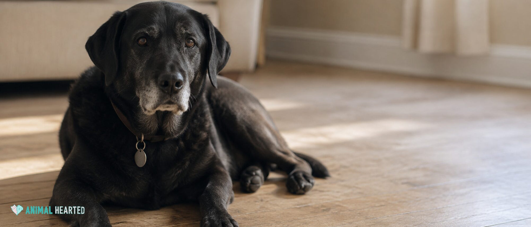 Older black Labrador Retriever with a gray muzzle lying on a wood floor in a sunlit living room