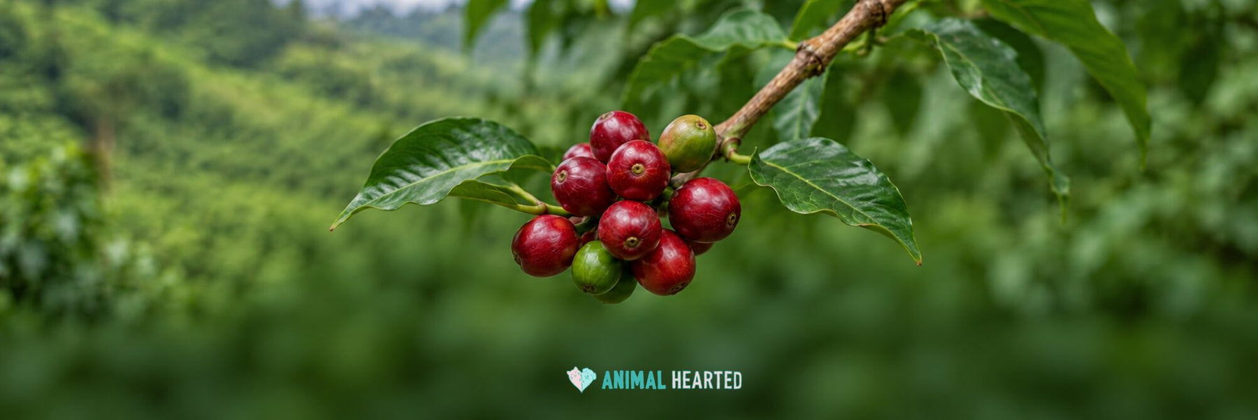 A cluster of ripe red and green coffee cherries on a branch with glossy green leaves