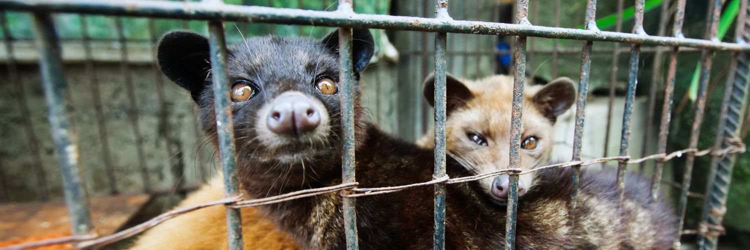 civets in a cage