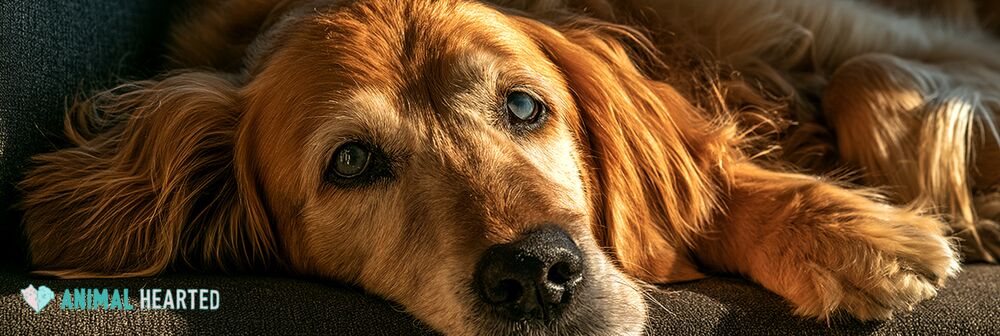 Senior golden retriever showing gentle cloudy eyes from natural aging in warm window light
