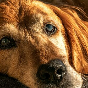Senior golden retriever showing gentle cloudy eyes from natural aging in warm window light