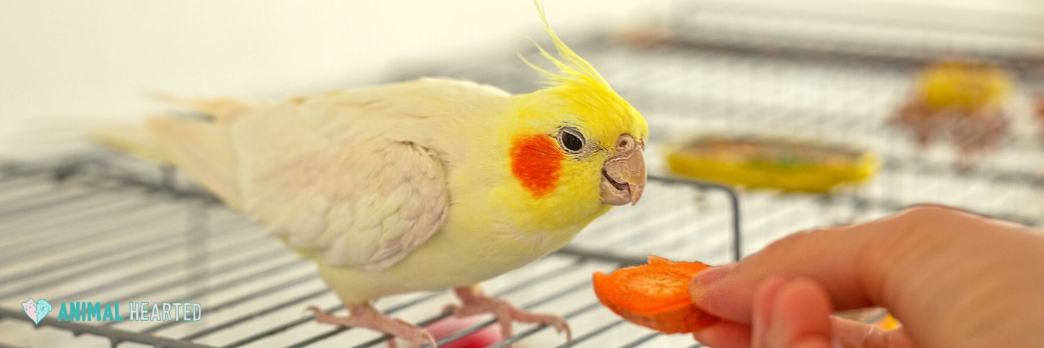 A pale yellow cockatiel with a tall crest and an orange cheek patch standing on top of a wire cage, taking a slice of carrot from a hand