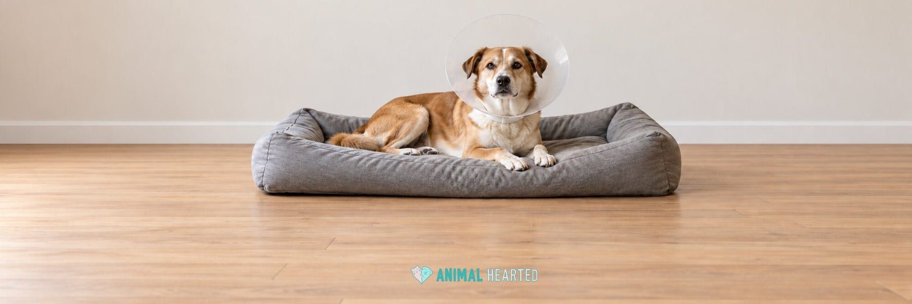 A tan and white dog lying on a gray dog bed on a wood floor, wearing a clear plastic cone collar