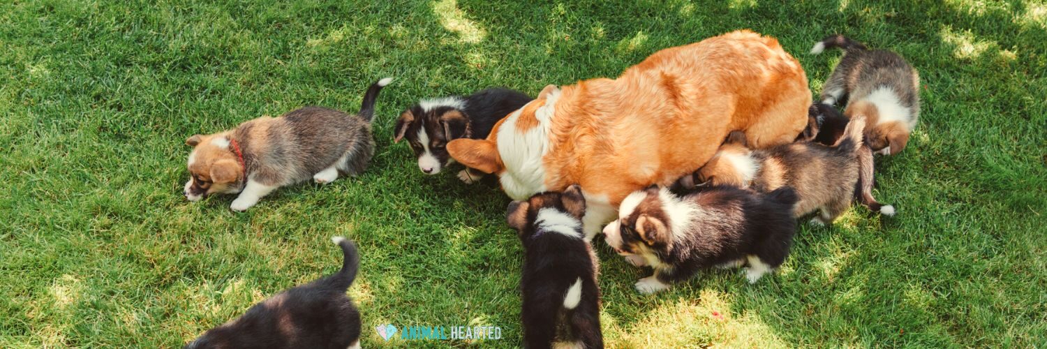 A larger corgi on grass with several corgi puppies around it
