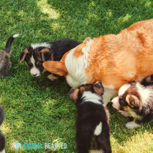 A larger corgi on grass with several corgi puppies around it