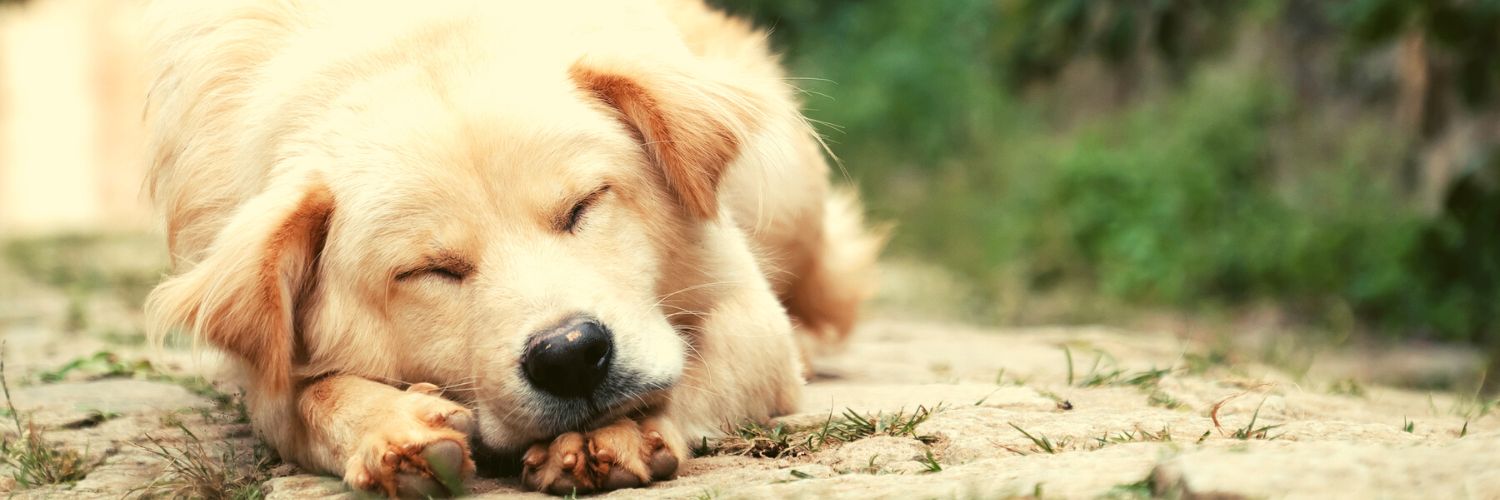 Dog dreaming while asleep, representing craazy dog facts