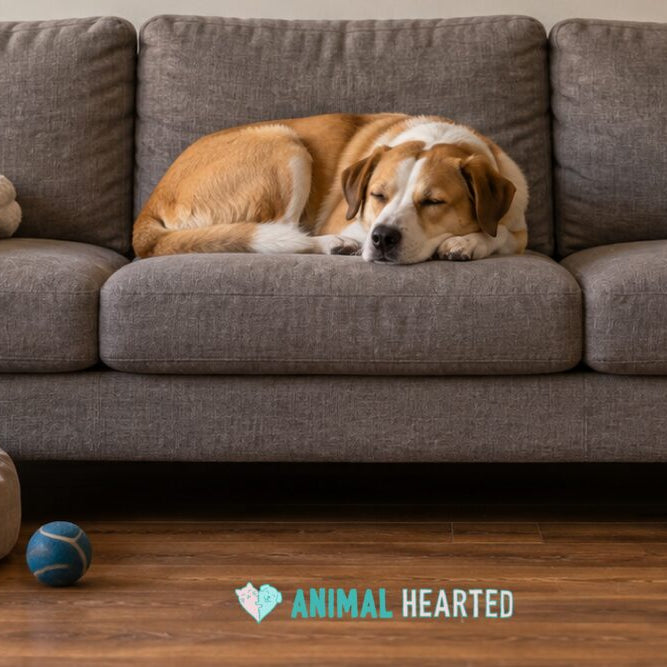 A tan and white dog asleep on the middle cushion of a gray sofa, with an empty round dog bed and a blue ball on the wooden floor in front