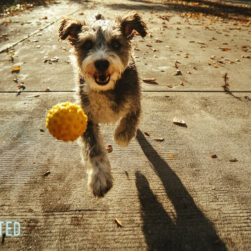 Scruffy mixed breed terrier leaping to catch a bright yellow rubber dog toy at golden hour