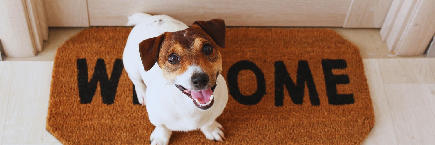 cute Jack Russel terrier on a welcome mat