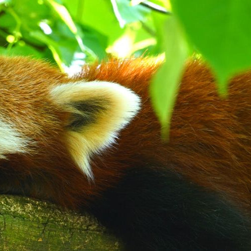 Cute animal photos of a red panda sleeping on a tree branch.
