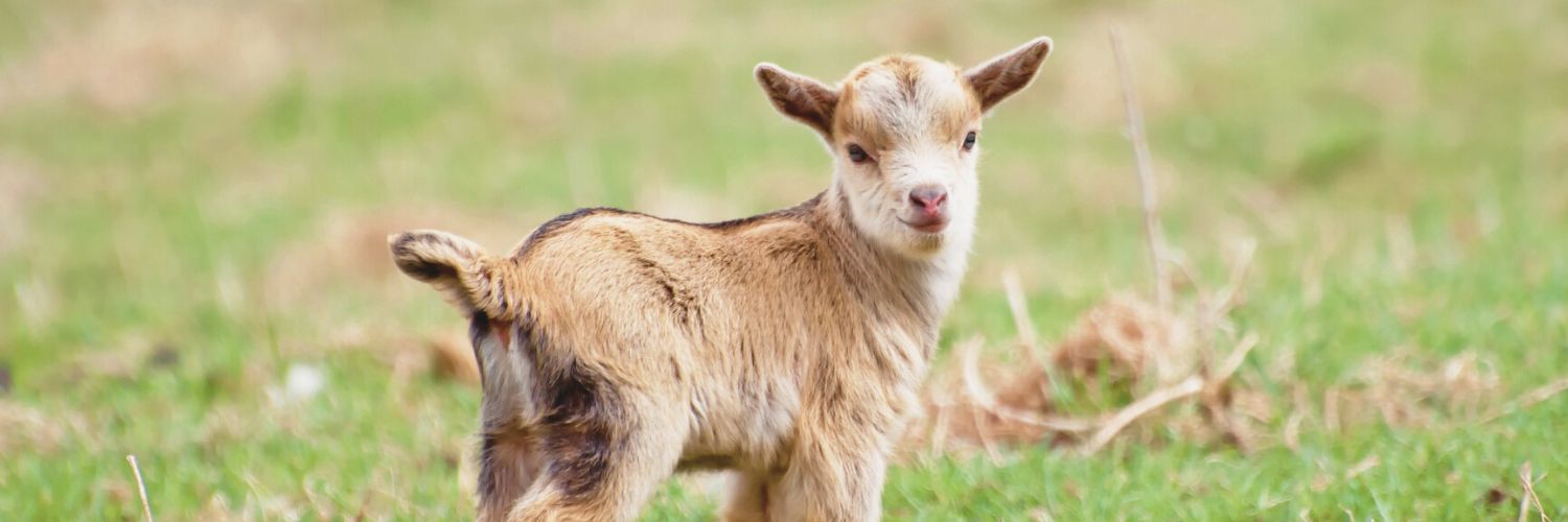 Squee Alert! Cute Baby Goats Get Frisky
