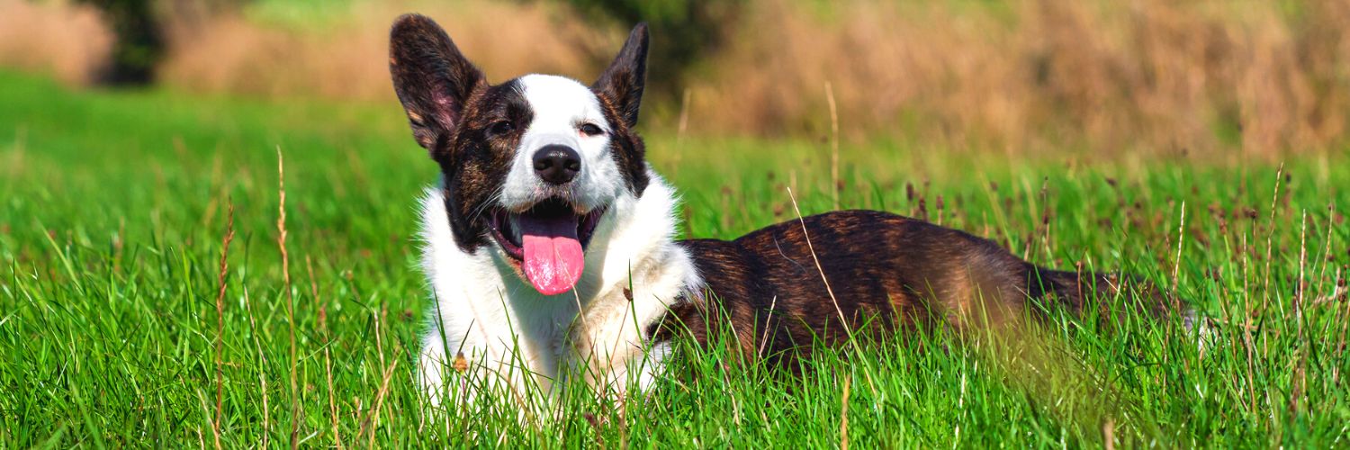 Cute border collie lying on the grass