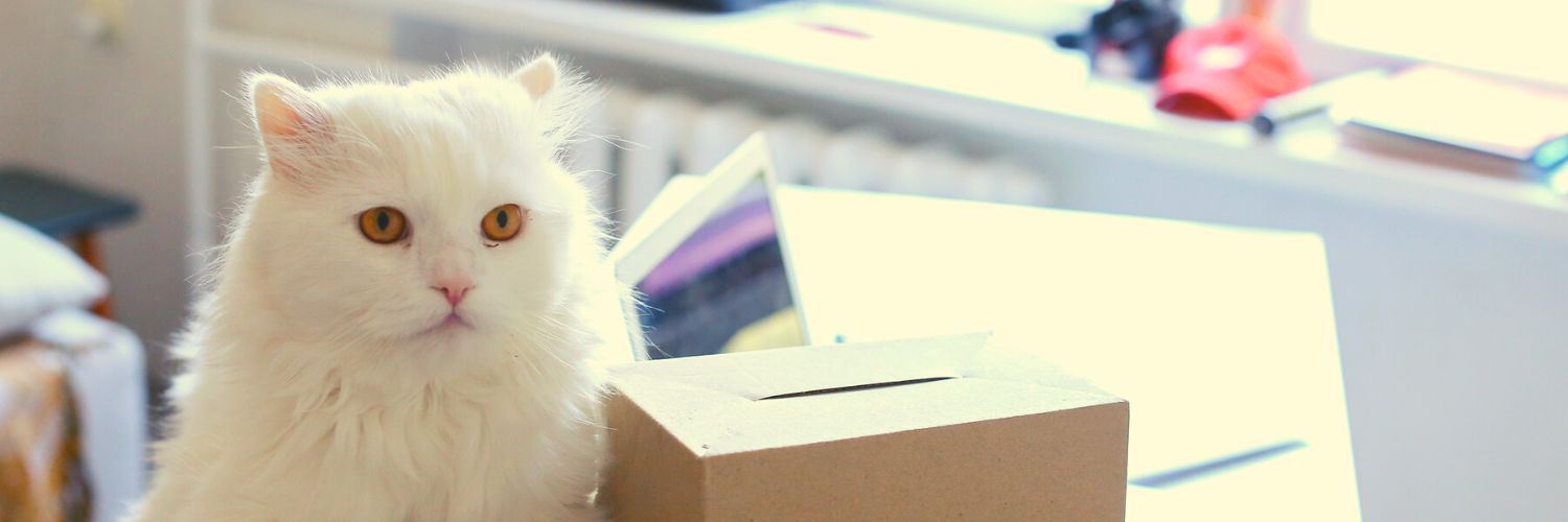 Kitty sitting on cute cat stuff