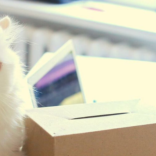 Kitty sitting on cute cat stuff