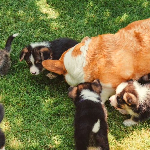 Pictures of Corgi puppies surrounding their mom on a grassy yard