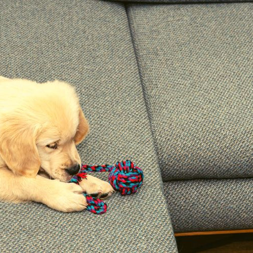 Picture of a cute Golden Retriever puppy playing with a rope toy on the couch