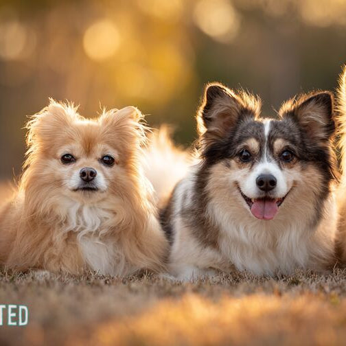 Four small fluffy dogs lying side by side on dry grass in golden evening light