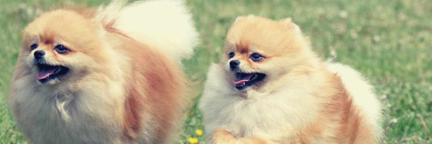 Cute Pomeranian pictures of two puppies running on a grass field