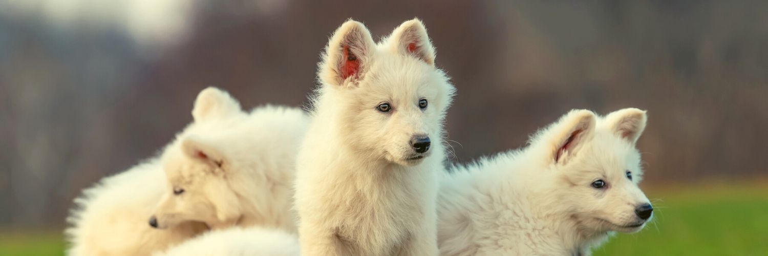 Group of Samoyed puppies, a cute dog puppy breed
