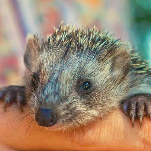 Baby hedgehog being held on hand, one of the cutest baby animals