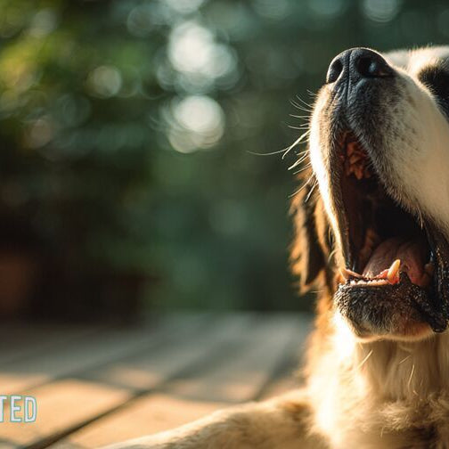 Dog yawning wide on a sun-dappled porch in golden hour light