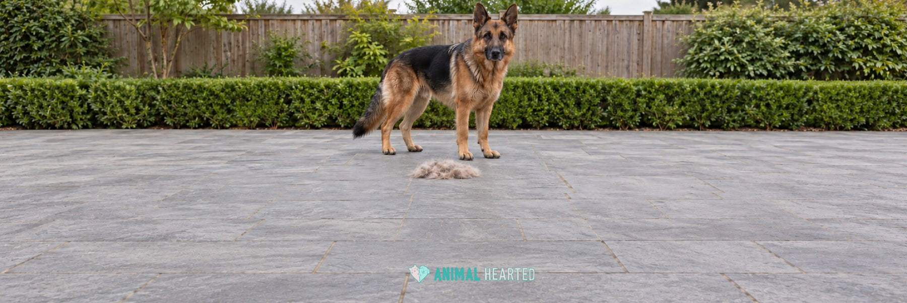 A German Shepherd with a black saddle and tan legs standing on a gray stone patio in front of a hedge and a wooden fence, with a clump of shed fur on the stone in front of its paws