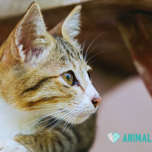 A tabby and white kitten lying on weathered wooden stairs and looking to the right