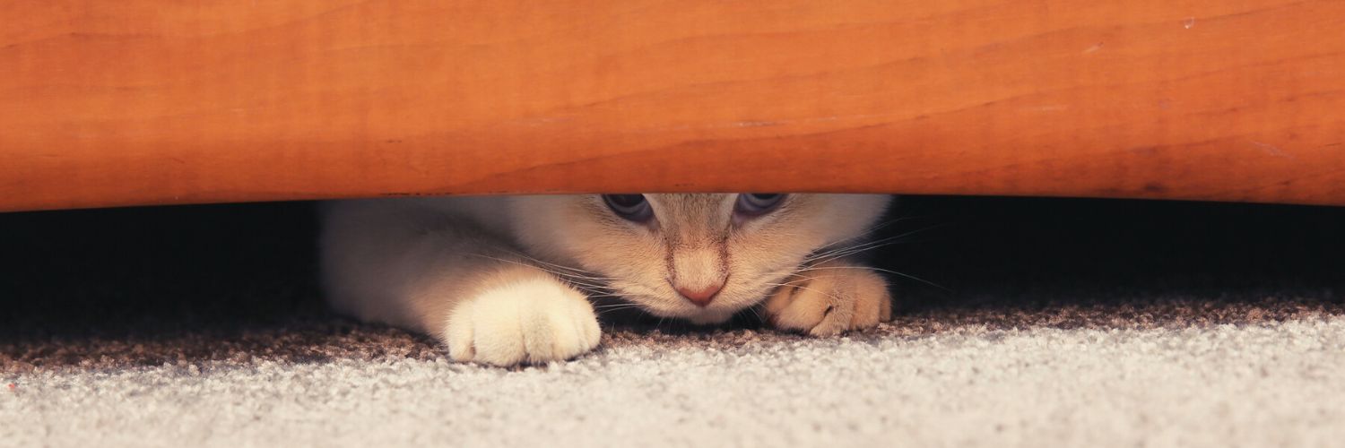 Anxious cat hiding under a chair needs Feliway