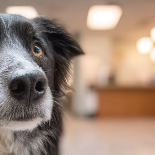 A dog at an emergency vet clinic