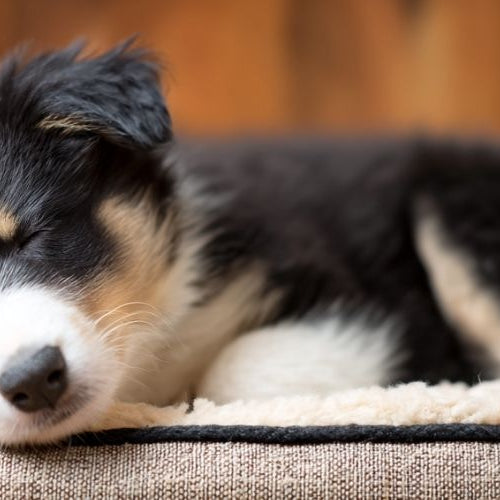Calming dog bed with sleeping puppy