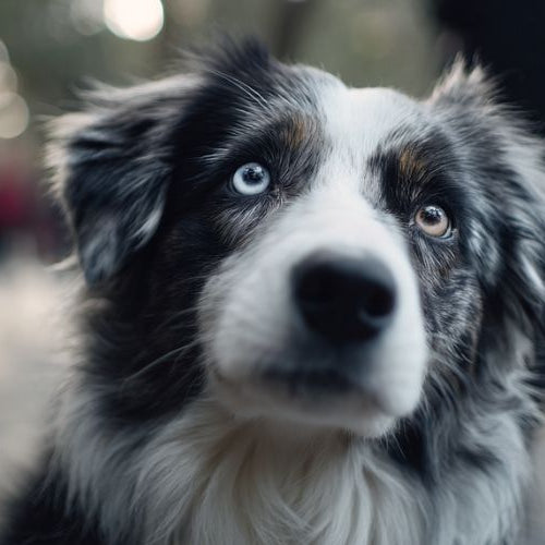 Dog making eye contact with owner during a training moment in the park