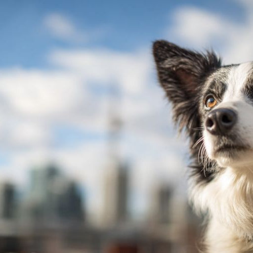 A medium-sized dog stands alertly on a city sidewalk at dusk with blurred apartment buildings and streetlights behind