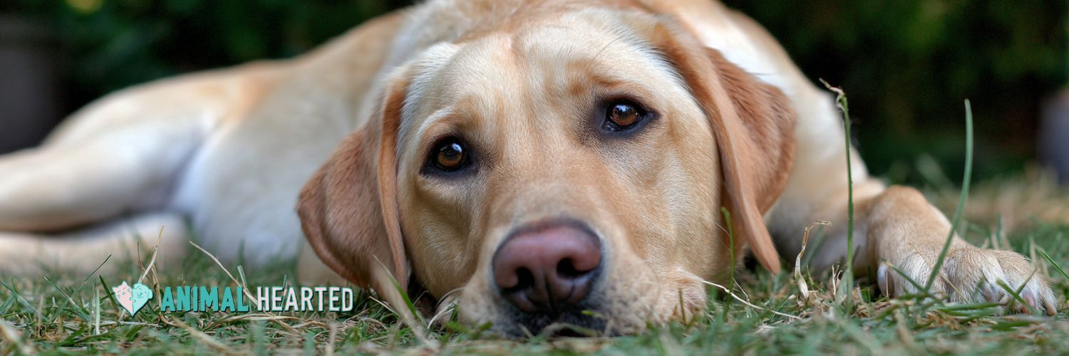 A photograph of a yellow lab laying in the grass