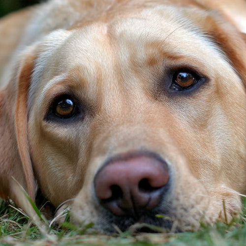 A photograph of a yellow lab laying in the grass